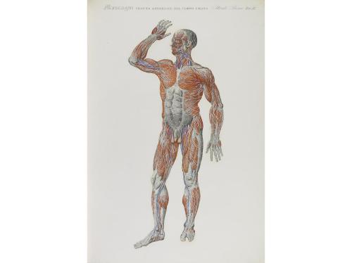 1833. LIBRO. (MEDICINA). MASCAGNI, PAOLO:. ANATOMIA UNIVERSA