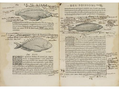 1558. LIBRO. (CIENCIAS). RONDELET, GUILAUME:. LA PREMIERE PA